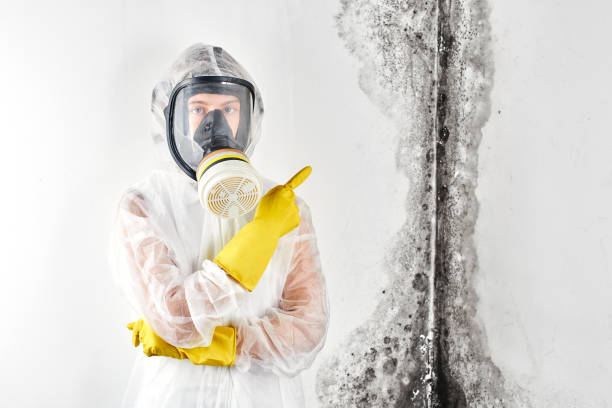 Chocowinity, NC Mold Removal Services Company